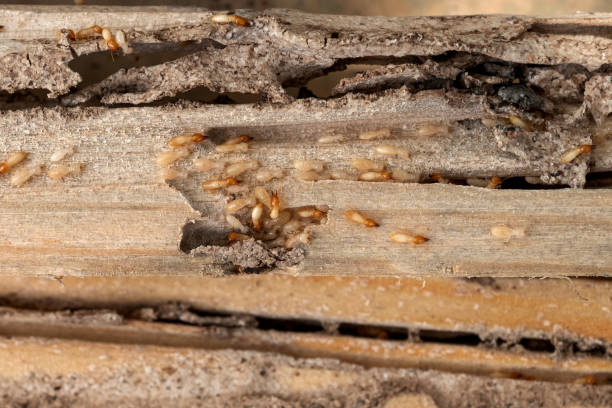 Best Wildlife Control Services  in Rockport, IN